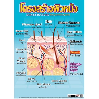 โปสเตอร์เรื่องโครงสร้างผิวหนัง #EQ-516 โปสเตอร์กระดาษอาร์ตมัน สื่อการเรียนรู้