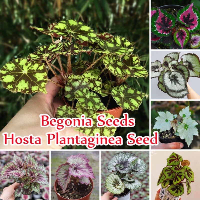 50pcs บีโกเนีย Color Mixing Begonia Seeds (Hosta Plantaginea) Beautiful Flower Seeds ต้นไม้มงคล เมล็