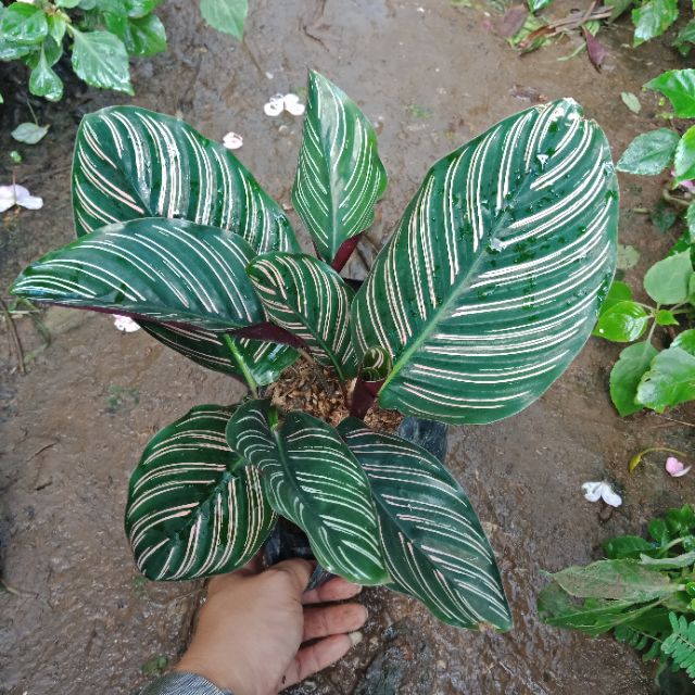 F188 คล้าเสน่ห์ขุนแผน Calathea Ornata เด่นเมตตามหานิยมมาก วาจาค้าขายสำเร็จผล ไม้มงคล ไม้ฟอกอากาศ - รูปที่ 3