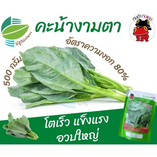 คะน้างามตา ขนาด 500 กรัม (Chinese Kale)​