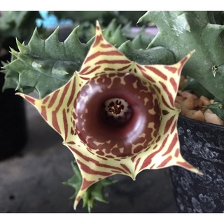 แคคตัส เก๋งจีนดอกโดนัทลายเสือ (Huernia zebrina)  ไม้อวบน้ำ, แคคตัส