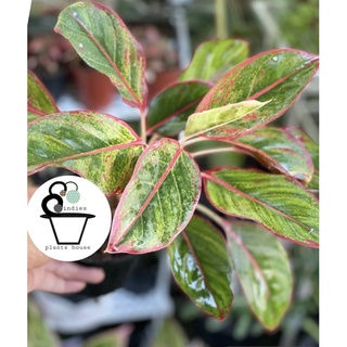 ต้นแสงเงินแสงทอง Aglaonema commutatum