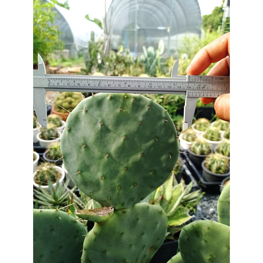 ใบตัดสดโอพันเทีย ไจแอนท์ โรบัสตา (Opuntia Giant Robusta) เพื่อนำไปชำ