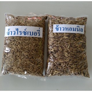 พันธุ์ข้าวไรซ์เบอรี่+ข้าวหอมนิลทดลองปลูก 200 กรัมทดลองปลูกเพื่อศึกษา