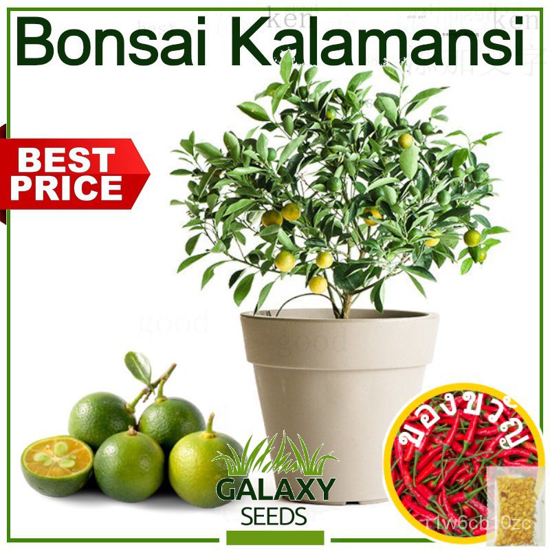 [Galaxy Seeds] Bonsai Kalamansi Seeds for Planting Vegetable Plants (5 Seed) FREE Fertilizer, Dwarf Calamansiพันธุ์เด็ก/