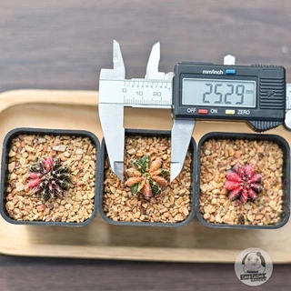 ต้นยิมโน LBHB ด่าง และ ยิมด่าง- แอลบีไฮบริดด่าง&ยิมโนด่าง (gymnocalycium) - กระบองเพชร ราคาถูก🌵แคคตัส🌵