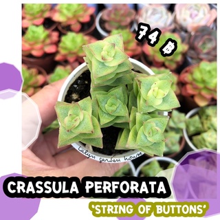 🍃☘️ ไม้อวบน้ำ ไม้สะสม Crassula Perforata ‘String of Buttons’ ใบสลับ ลำต้นสูงยาว เลื้อย ยิ่งเจอแสงแดดขอบใบจะมีสีแดงสวย☘️