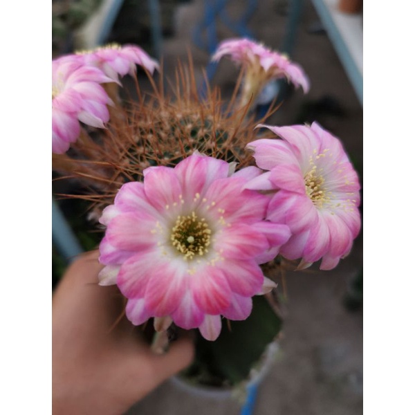 กระบองเพชรหน่อเด็ดสด cactus Echinopsis TPP10 ดอกสีชมพูน่ารัก ขนาดหน่อ 2.5 - 3 ซม.