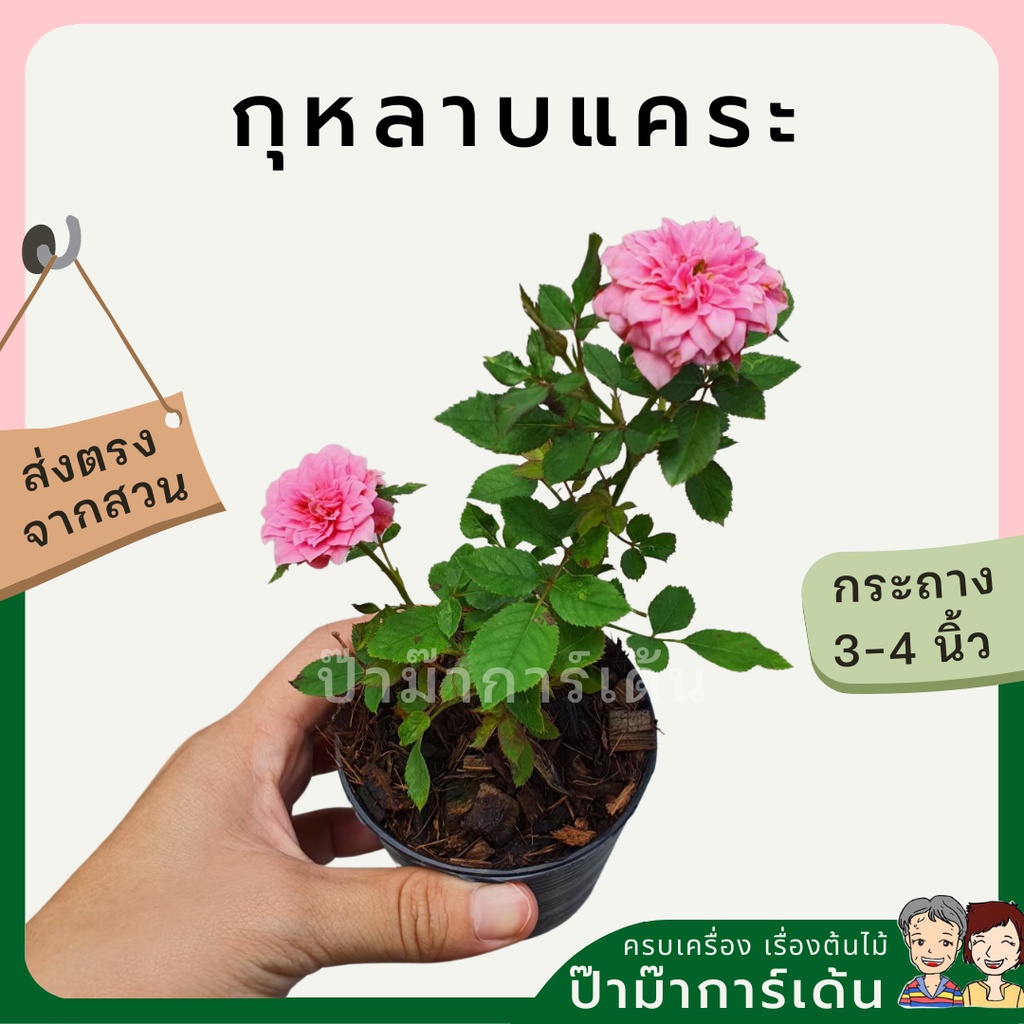 มุมมอง 2