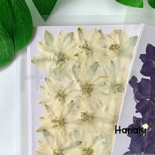 【พร้อมส่ง】ดอกเดลฟินเนียมทับแห้ง (Delphinium) ดอกไม้จริงทับแห้ง ดอกไม้ทับแห้ง Pressed Flowers💐