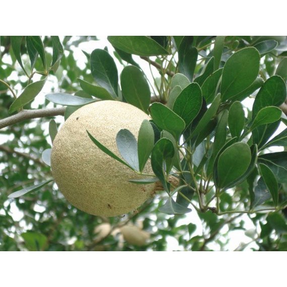 เมล็ดมะขวิด  35 บาท 50 เมล็ด เพาะง่าย อัตรางอกสูง ไม้เศรษฐกิจ สมุนไพรพื้นบ้าน - รูปที่ 3