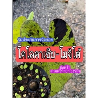 เมล็ดโคโลคาเซีย-โมจิโต้#ส่งฟรี‼️#แถมฟรีน้ำยาเร่งราก