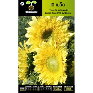 เมล็ด ทานตะวัน เลม่อนออร่า - Lemon Aura (F1) Sunflower