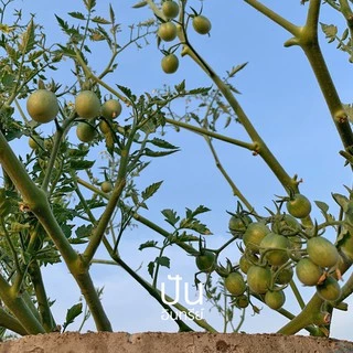 เมล็ดผักนำเข้า มะเขือเทศเชอรี่ สีเหลือง Yellow Cherry Tomato (Organic Seed) ทรงกลม ปันอินทรีย์