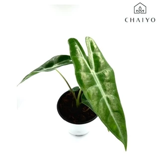 ต้น อโลคาเซีย ลองจิโลบา อโลคาเซียพญาจงอาง Alocasia Longiloba