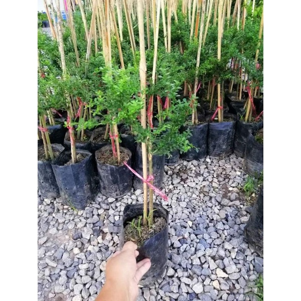 ต้นมะนาวคาเวียร์/ต้นมะนาวนิ้วมือ (สีแดง) แบบเสียบยอด