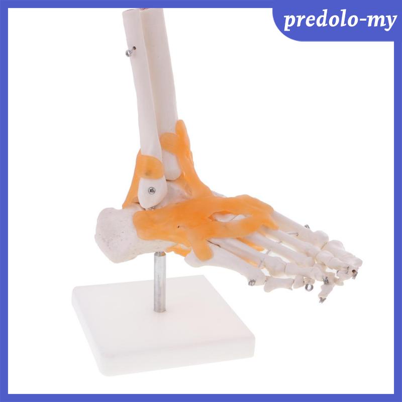 【พร้อมส่ง】1:1 Lifesize Human Skeleton Foot Ankle Bone Joint Anatomy Model w/ Ligament Human Body Mod