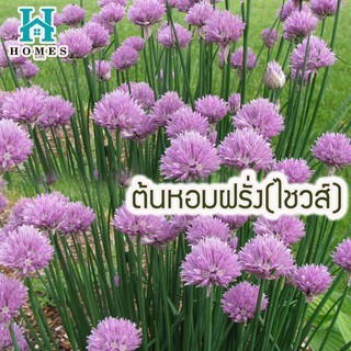 🌸 ต้นหอมฝรั่ง(ไชวส์)🌈 100 เมล็ด ดอกไม้ 🌸เมล็ดพันธุ์ดอกไม้