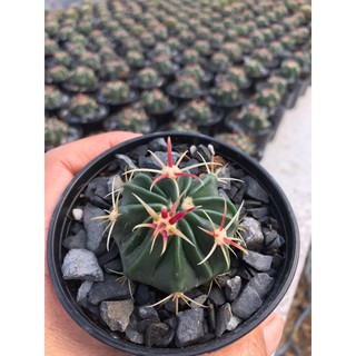 Fero#Cactus#townsendianus #เฟโรหนามแดง#แคคตัสราคาถูก# กระบองเพชร # พืชทนแล้ง # ต้นไม้ทะเลทราย