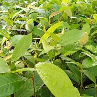 🌱ต้นกล้ายางนา🌱ใส่เชื้อเห็ดแล้ว13บาท(ขั้นต่ำ5ต้น)20-30ซม.