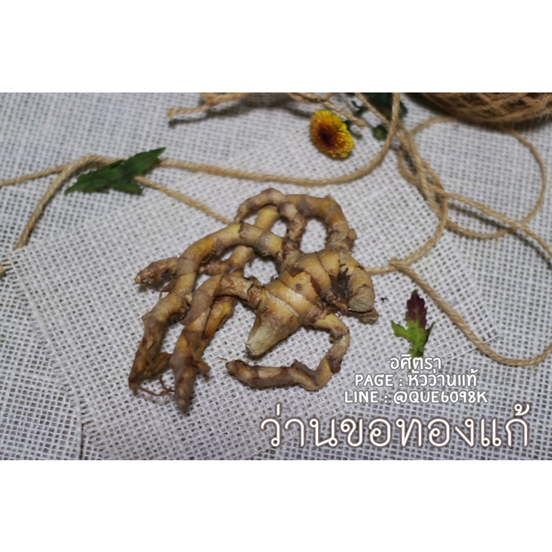 ว่านขอทองแก้ แก้พิษเบื่อ พิษเมา ถอนไสย (ขายเป็นหัว)