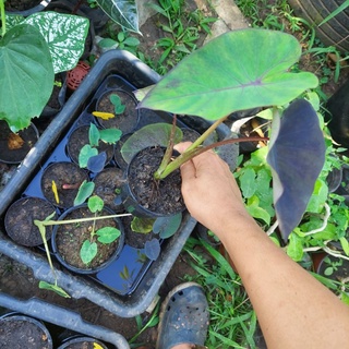 colocasia black magic var เเบล็กเมจิก กลาย