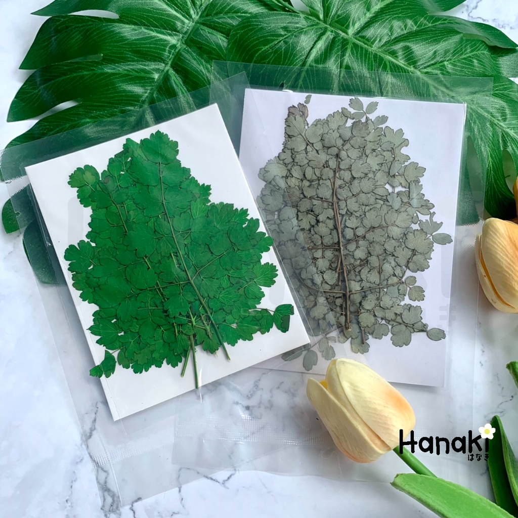 🇹🇭พร้อมส่ง | ใบอควาเลเจียทับแห้ง ใบไม้จริง Pressed Columbine Leaves สำหรับงานเรซิ่น DIY 🍀