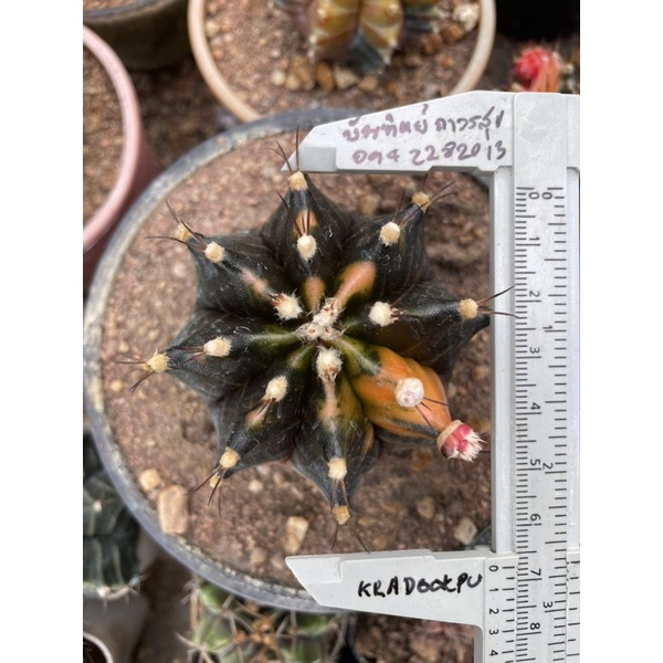 ไม้เมล็ด เด็กปั้นเพาะงอกมาจากเมล็ด  Gymnocalycium Cactus(ยิมโนคาไลเซียม แคคตัส)กระบองเพชร