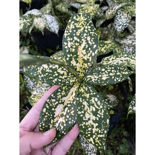 ไผ่ฟิลิปปินส์ด่าง🎋 D. Surculosa Florida Beauty✨