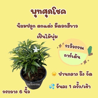 ต้นพุทศุภโชค เป็นไม้พุ่ม มีดอกสีขาว กระถาง 6 นิ้ว