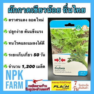 ผักกาด เขียวน้อย ถิ่นไทย จำนวน 1200 เมล็ด/ซอง เมล็ดพันธุ์ ลอตใหม่ ปลูกง่าย ลำต้นสีเขียว ทานผักดิบหรือนำไปปรุงสุก