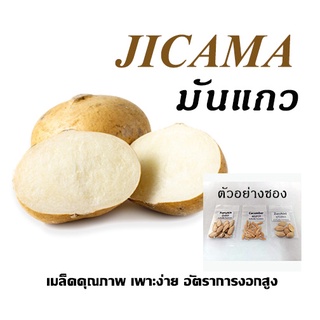 เมล็ดมันแกว 10 บาท 10 เมล็ด เพาะง่าย อัตราการงอกสูง ผัก เมล็ดผัก เมล็ดพันธุ์ ผักสวนครัว ผักสลัด