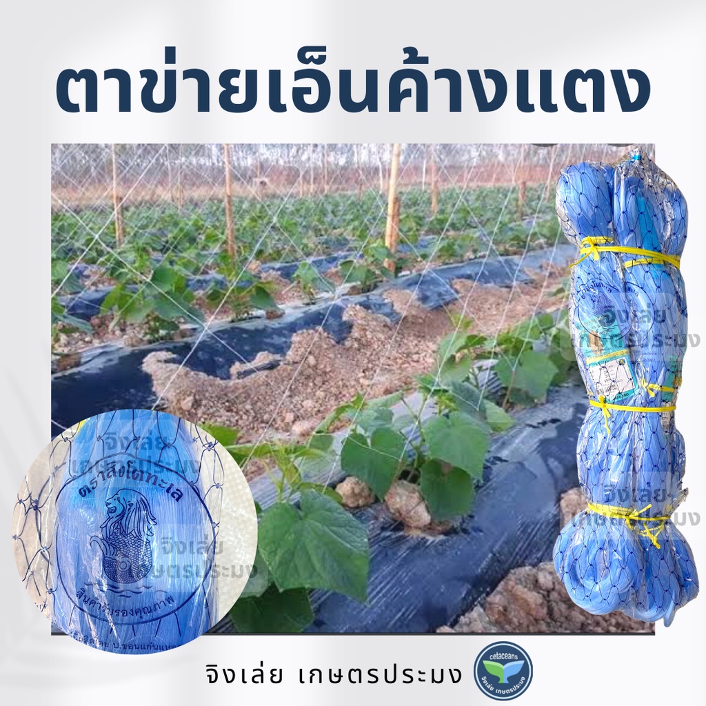 อวนแตง อวนค้างแตง ตาข่ายค้างแตง ตาข่ายปลูกแตง อวนค้างมะระ อวนเอ็นสีฟ้า ตาข่ายค้างผัก ยาว 180เมตร