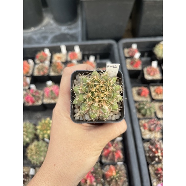 แคคตัส gymnocalycium ยิมโนด่างชำหน่อ#พิ้งค์เบบี้#มาเบิ้ล(pts)#t3315#รูบี้#ซัลสโตน#แคตอาย(pts)#t-rex#