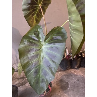 โคโลคาเซีย อโลฮา (Colocasia Aloha) ไซส์ตั้งแม่ และ ไซส์เบบี้ #colocasaialoha #colocasai #aloha