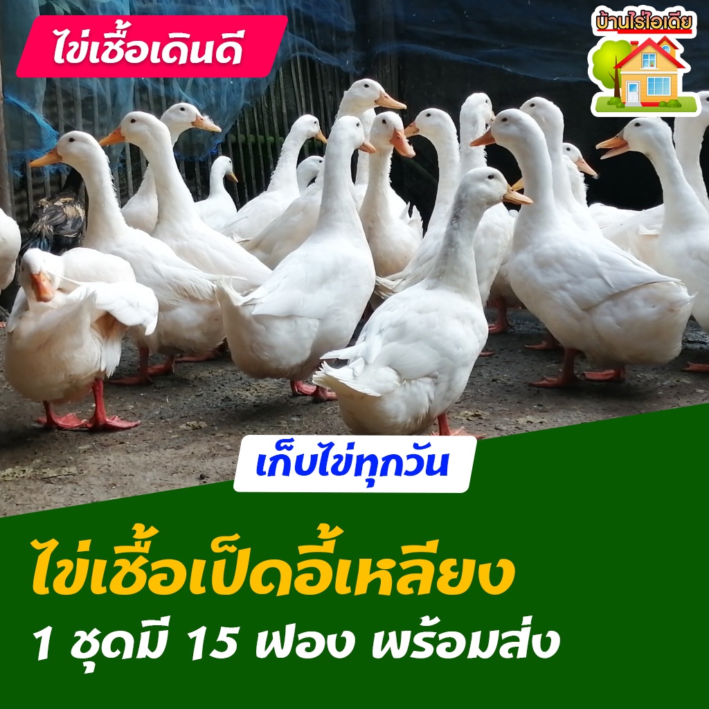 ไข่เชื้อเป็ดอี้เหลียง สำหรับการฟัก 15 ฟอง