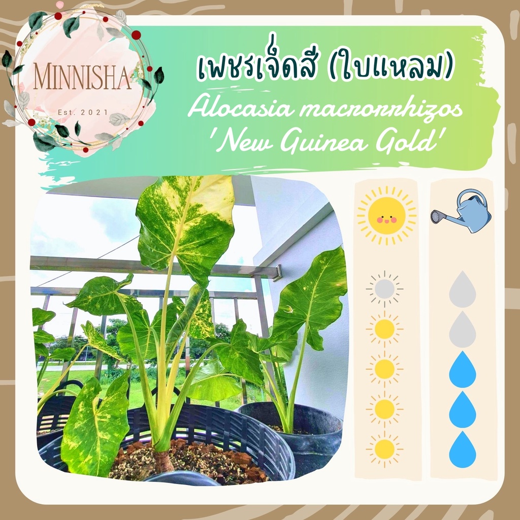 [ต้น เพาะจากไข่] (ทักแชทเลือกต้น) เพชรเจ็ดสี Alocasia macrorrhizos 'New Guinea Gold' ไข่บอน ไม้ประดับ ราคาแบ่งปัน