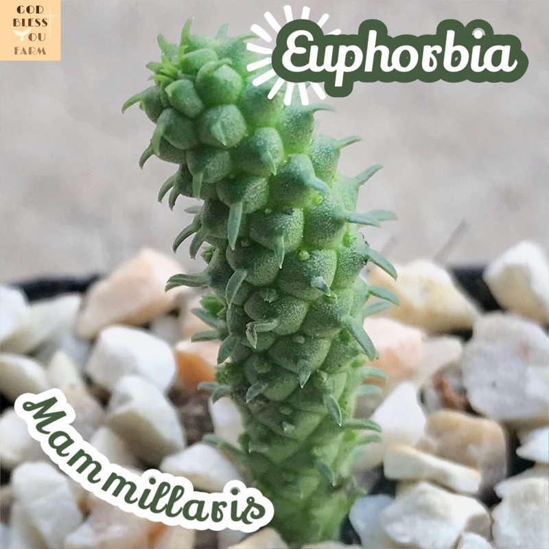 [ยูโฟเบียไร้หนาม] Euphorbia Mammillaris ส่งพร้อมกระถาง แคคตัส Cactus Succulent Haworthia ไม้อวบน้ำ พืชอวบน้ำ ไม้หนาม