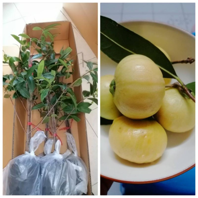 ต้นชมพู่​น้ำดอกไม้สีเหลือง