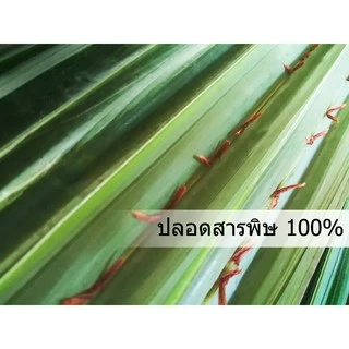 ใบจากสด organic ใบจากทำขนม ใบจากห่อขนม จากชุมชนในบาง