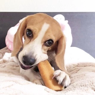 ชีสแท่งนมจามรี ไซส์ M+ /Himalayan Dog Chew Large Size (yak cheese)