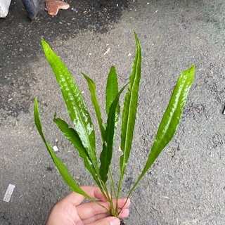เฟรินรากดำต้นไม้น้ำ( Java fern )หลายชนิด Microsorium ต้นไม้ตกเเต่งตุ้ปลากรุณา อ่านรายละเอียกก่อนสั่ง