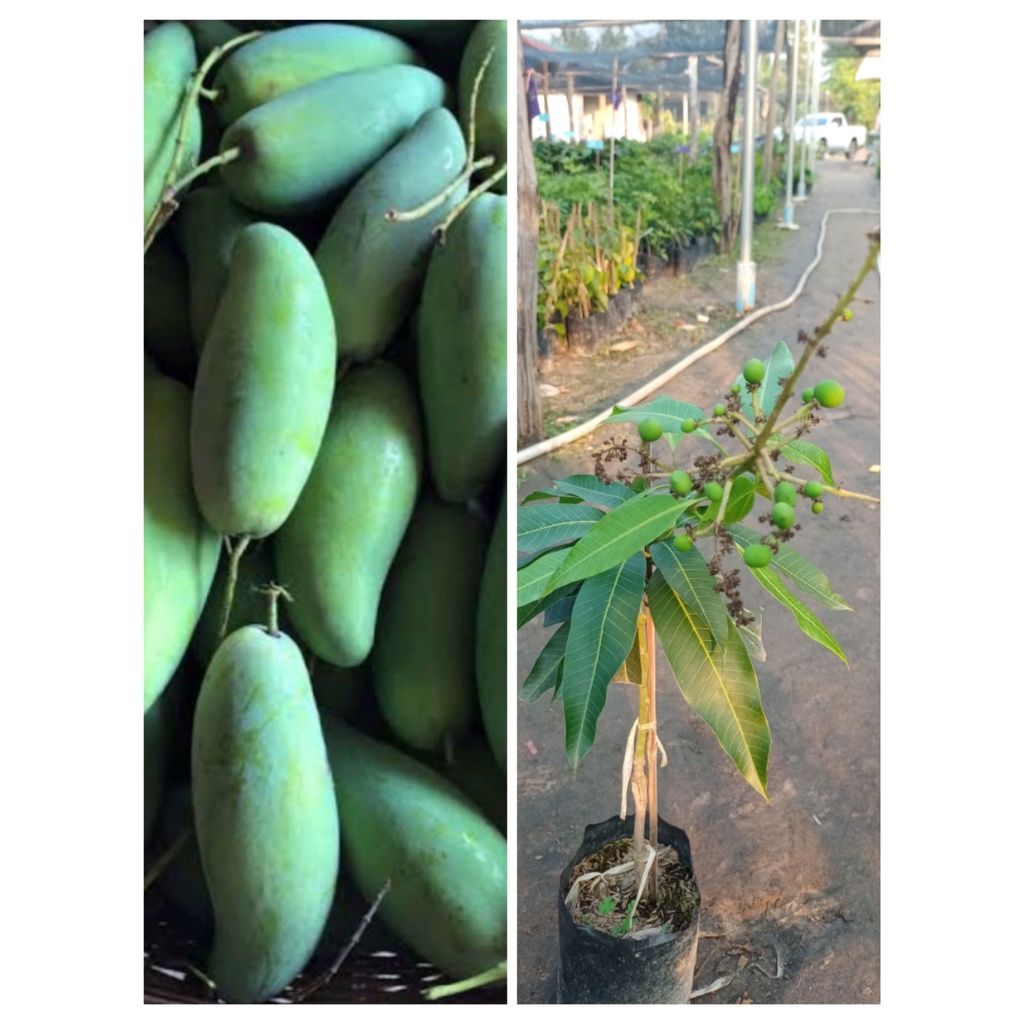 ต้นมะม่วงมันขุนศรี เนื้อแน่น หวานมันกรอบ สูง 60-80ซ.ม แบบเสียบยอด
