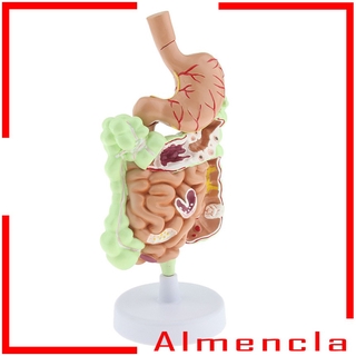 [almenclaMY] Human Stomach Gastrointestinal Anatomy Model for Class Teaching Display NOOY