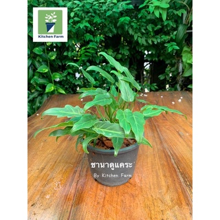 ฟิโลเดนดรอน ซานาดูแคระ ขานาดูแคระ ไม้ฟอกอากาศ ไม้ประดับ (Philodendron xanadu)