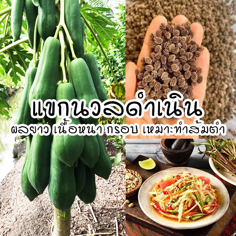 [ติดตามลด 20%] เมล็ดมะละกอแขกนวลดำเนิน พันธุ์เตี้ย ลูกดก เมล็ดใหม่คัดพิเศษ