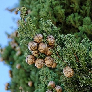 เมล็ดพันธุ์ สนเมดิเตอเรเนียน ไซเปรส Cupressus sempervirens Mediterranean cypress 10 เมล็ด นำเข้าจากยุโรป อัตราการงอก 90%