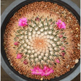 ต้นกระบองเพชร แมมมิราเลีย spinosissima rubra #แคคตัส #Mammillaria