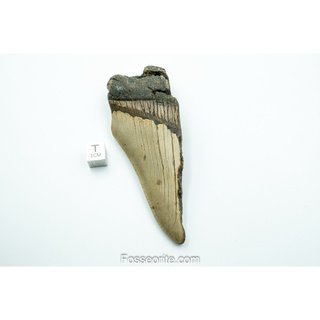 [อายุกว่า 20 ล้านปี!] #M3 ฟอสซิล ฟันฉลามยักษ์ Megalodon Fossil Tooth ขนาด 3.93" หนัก 86.1g จาก USA