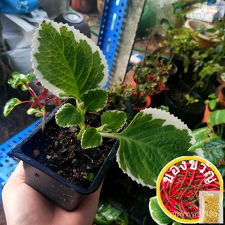 Variegated Oregano Oregano Batik Real Live Plant Anak Pokok Oregano鲜花/上衣/园艺/香菜/手链/花园/母婴/裙子/头饰/文胸/ WT3R